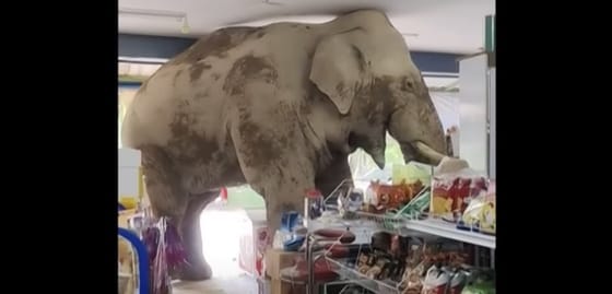 Levideózták, ahogyan egy thaiföldi elefánt bemegy egy boltba és kiszolgálja magát