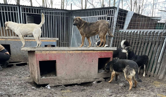 „Embermagasságban állt a kutyaürülék” – 150 kutyát tartott embertelen körülmények között egy család az alföldi tanyavilágban