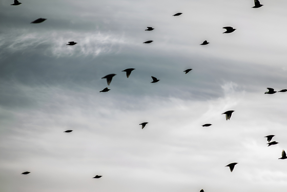 Tecnología: ¿Por qué las aves migratorias no sufren desfase horario?