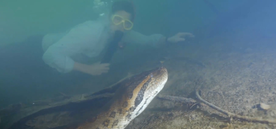 Megölték a világ legnagyobb anakondáját, a közel 8 méteres és 200 kilós Ana Juliát
