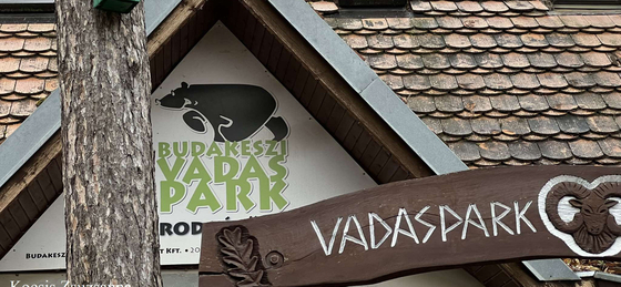 Nem akármilyen rókakölyök érkezett a Budakeszi Vadasparkba