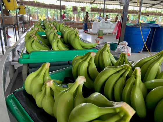 Évente 80 millió tonna banán megy a kukába Pakisztánban, most ruha és áram lehet belőle