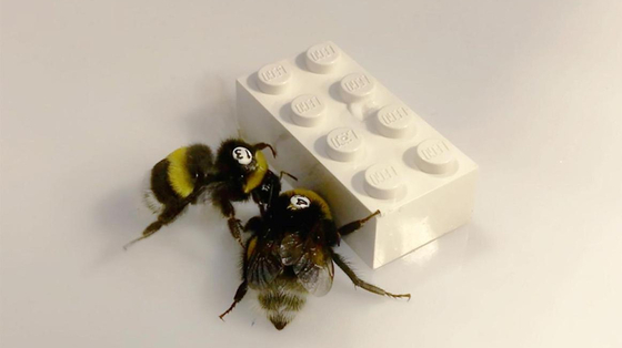 Látott már méheket közös erővel LEGO-kockát tolni? Néhány kutató kipróbálta, fontos megállapításhoz vezetett