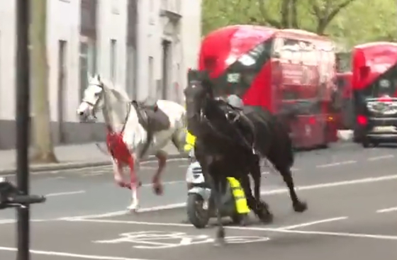 Elszabadult lovak okoztak kaotikus perceket London belvárosában – videók