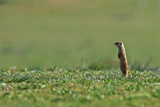 Idén is összeírják az ürgéket, lehet jelentkezni a számlálásra