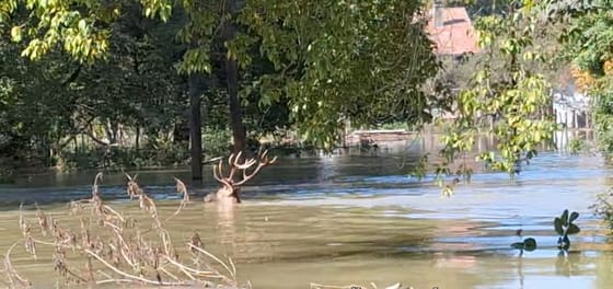 Az árvízben a vadmentő dombokhoz úszó szarvasokat videóztak Gemencen