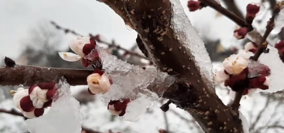 Jön a fagy, hogyan védjük meg a növényeinket?  Íme néhány utolsó perces ötlet