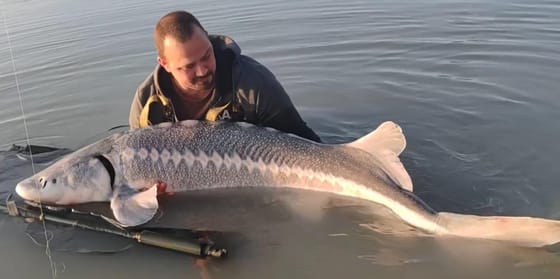 65 kilós fehér tokhalat fogtak ki egy baja horgásztóból – videó