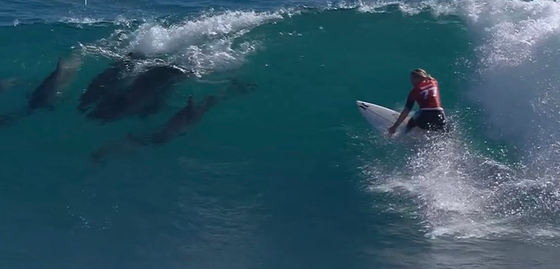Delfinraj kísérte a szörföst, és még a bajnokságot is megnyerte – videó