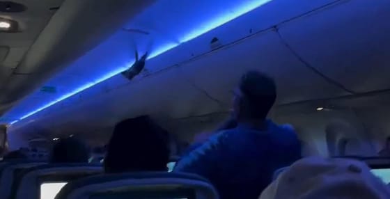 Galambokat kergettek az utasszállító repülőgép fedélzetén – videó