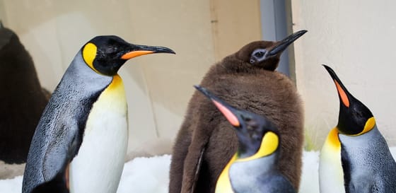 Egy „hájas” pingvinfióka lett az internet szupersztárja