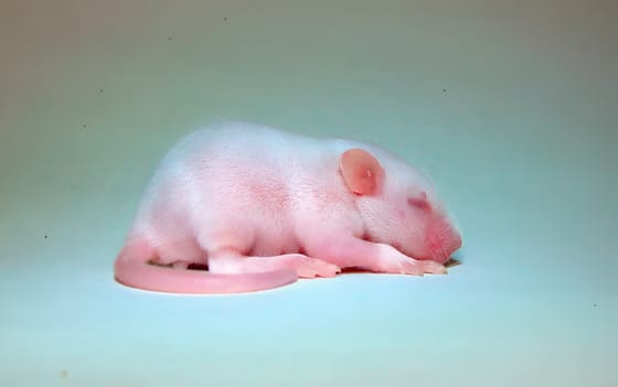 Találtak valami érdekeset  a babaegerek agyában, és ez sok mindent megmagyaráz