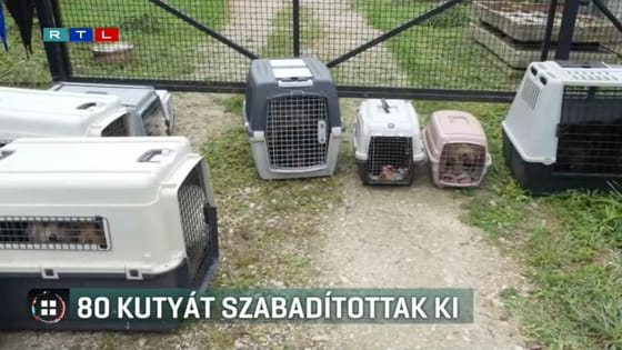 80 kutyát mentettek ki egy zalakoppányi házból, 21 tetemet a fagyasztóban találtak meg