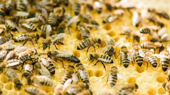 Online társkeresővel találhatnak egymásra a méhek és a virágok Bécsben