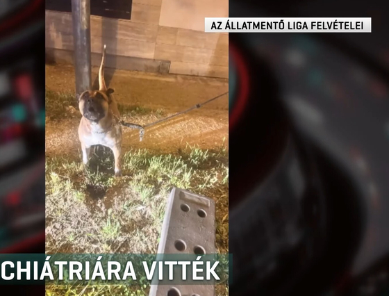 Fényes nappal fajtalankodhatott a kutyájával egy meztelen férfi Budapesten