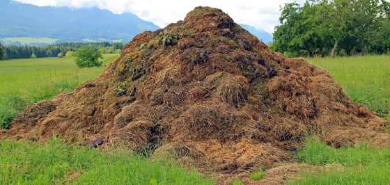 At home: The smell of manure is spreading in Budapest again, but now we don’t know where it’s coming from