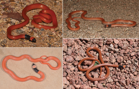 Zhvg: Well, of course there was a Hungarian too: A new species of snake has been found in Saudi Arabia