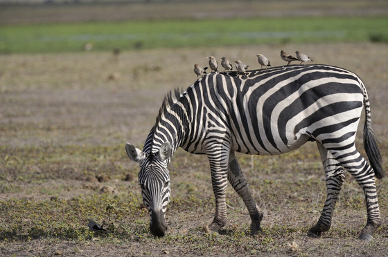 Újabb zebra érkezhet Mészáros cégének telephelyére