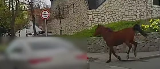 Elszabadult ló vágtatott az autók közé Szentendre belvárosában – videó