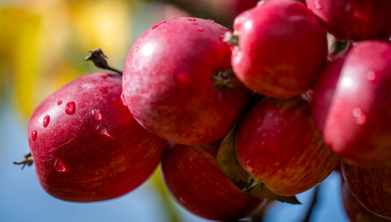 Technology: Even if you wash it, pesticides won't fall off the apple – only a radical solution will help