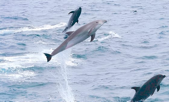 A delfinek is játszanak szerepjátékokat