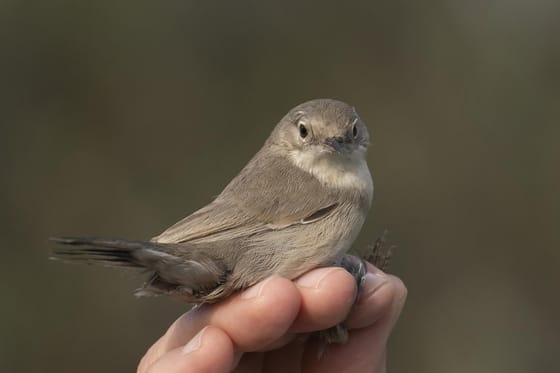 Eddig nem látott madárfaj bukkant fel Szegeden