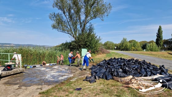 A kánikula miatt kialakult oxigénhiány vezetett 18 tonna hal elpusztulásához a Kis-Balaton egyik tározójában
