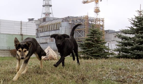 A csernobili atomkatasztrófa közelében élő kutyáknak „szupererejük” lett a mutációnak köszönhetően
