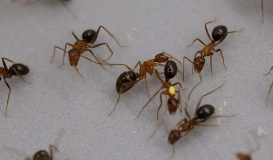 A kutatók is ledöbbentek: amputálják sérült társuk lábát a hangyák, hogy megmentsék az életét – videó