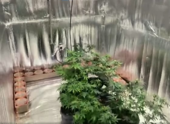 Szekrény mögötti titkos szobában találtak kannabiszültetvényt a bajai rendőrök
