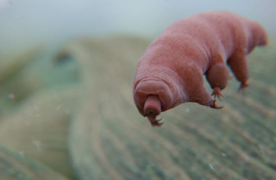 Ezen az állaton semmi nem fog: mindenféle lényben ott vannak a mikroműanyagok, kivéve egyben