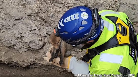 Négyméteres gödörből kellett kimenteni egy apró rókakölyköt Visegrádon - videó