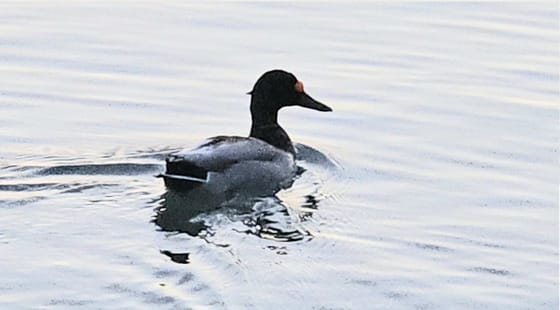 Nyíllal átlőtt fejű kacsa úszkált a Balatonban
