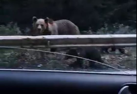 Videón, ahogy három medve sétál a Nógrád megyei Cered közelében
