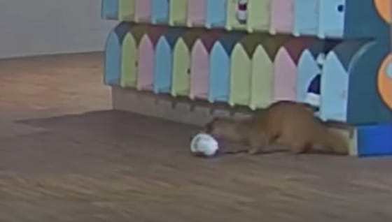 Megoldódott a rejtély: videón, ahogy óvodások cipőit lopkodta a ravasz menyét
