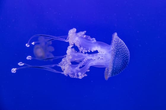 Megdöbbentő dolgot figyeltek meg a medúzáknál, hatékonyabb lehet tőle a szervátültetés