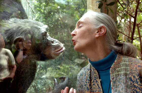 Aki megkérdőjelezte az ember különlegességét a világban: Jane Goodall 90 éves 