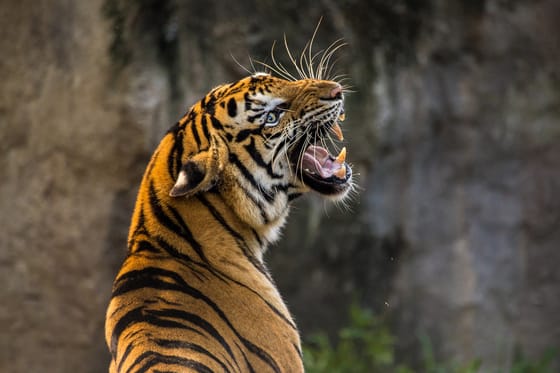 Egy cirkuszi tigris előadás közben majdnem letépte egy férfi karját Egyiptomban