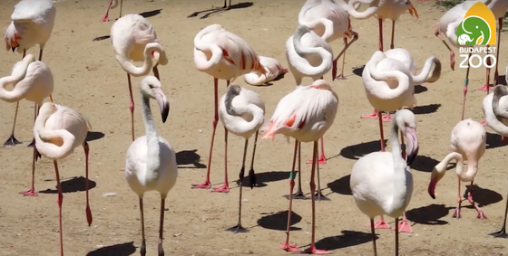 Drága a flamingók élete, oltási programot indult a magyarországi állatkertekben a madárinfluenza miatt