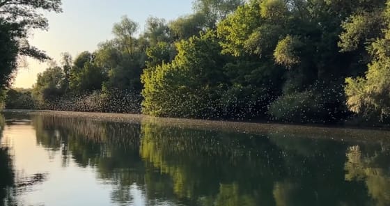 Olyan meleg a tavasz, hogy már most nyüzsögnek a tiszavirágok a Körösön – látványos videón a rajzás