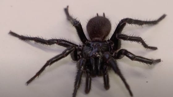 Kétszer nagyobb, és sokkal veszélyesebb az eddigi legmérgezőbb pókfaj most felfedezett „nagytestvére”