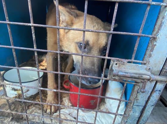 A gyömrői horrormenhely vezetője még azt is megszabta, ki mentheti meg tőle a szenvedő kutyákat