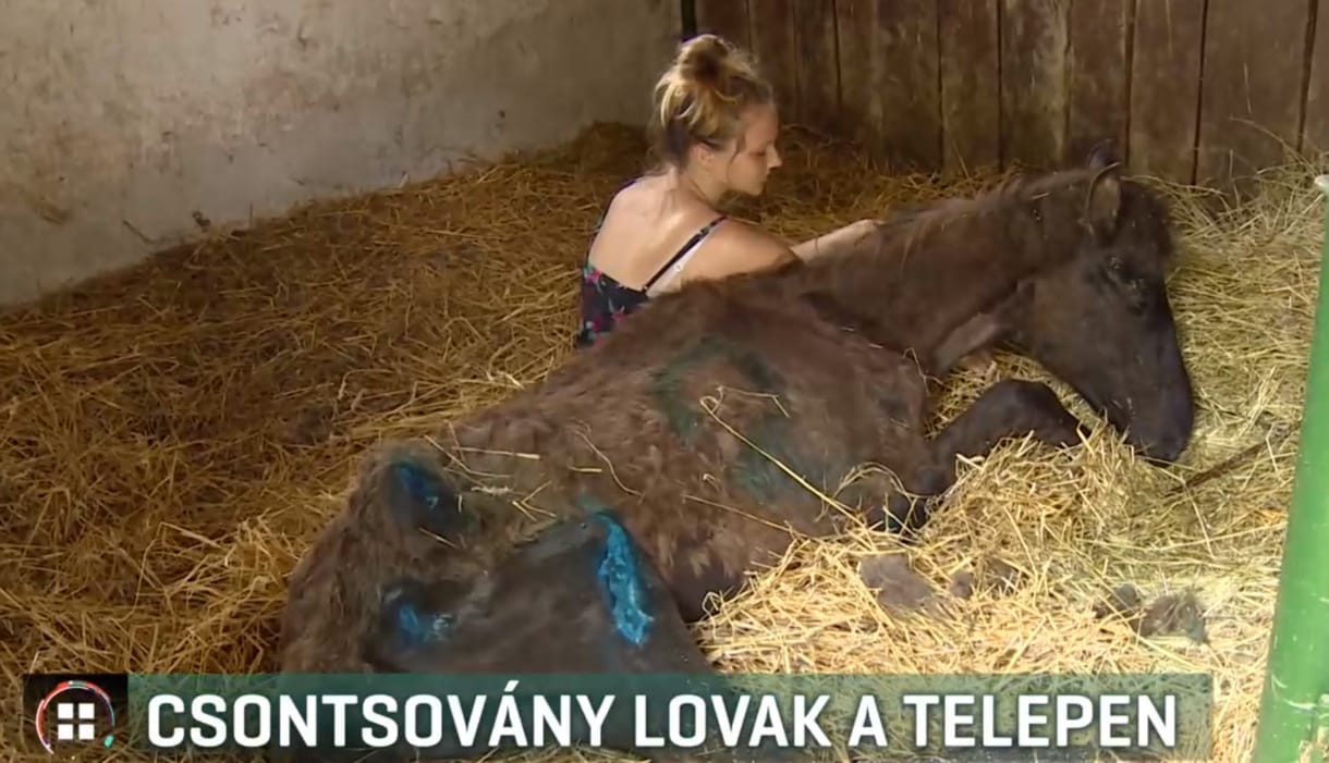 Csonttá soványodott lovakat foglaltak le Pócsmegyeren