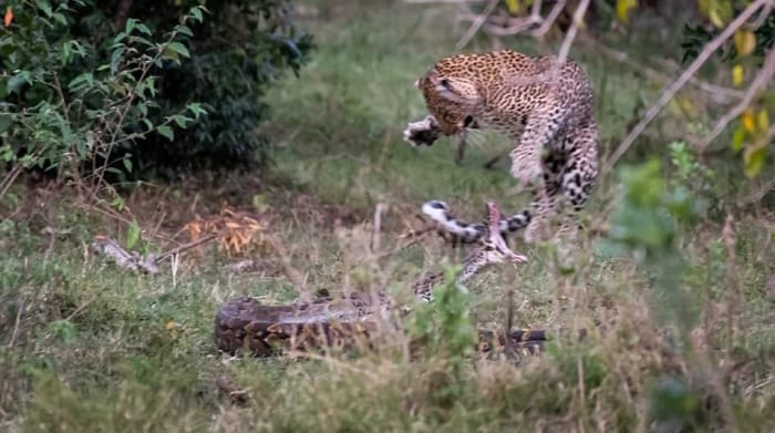 Mohó piton támadt egy leopárdra – nem kellett volna (videó)