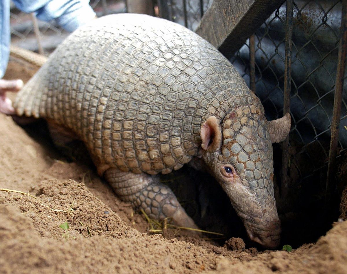 Egy tatu törlesztett Cecilért, az oroszlánért
