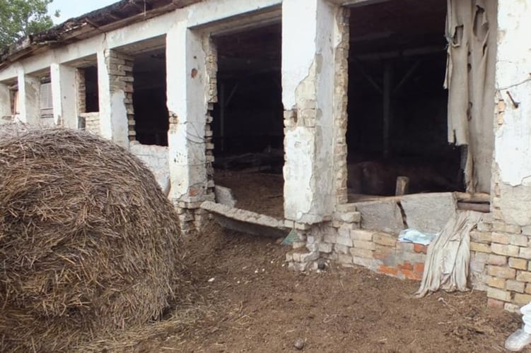 Negyven állatot mentettek ki egy állatkínzó tanyájáról