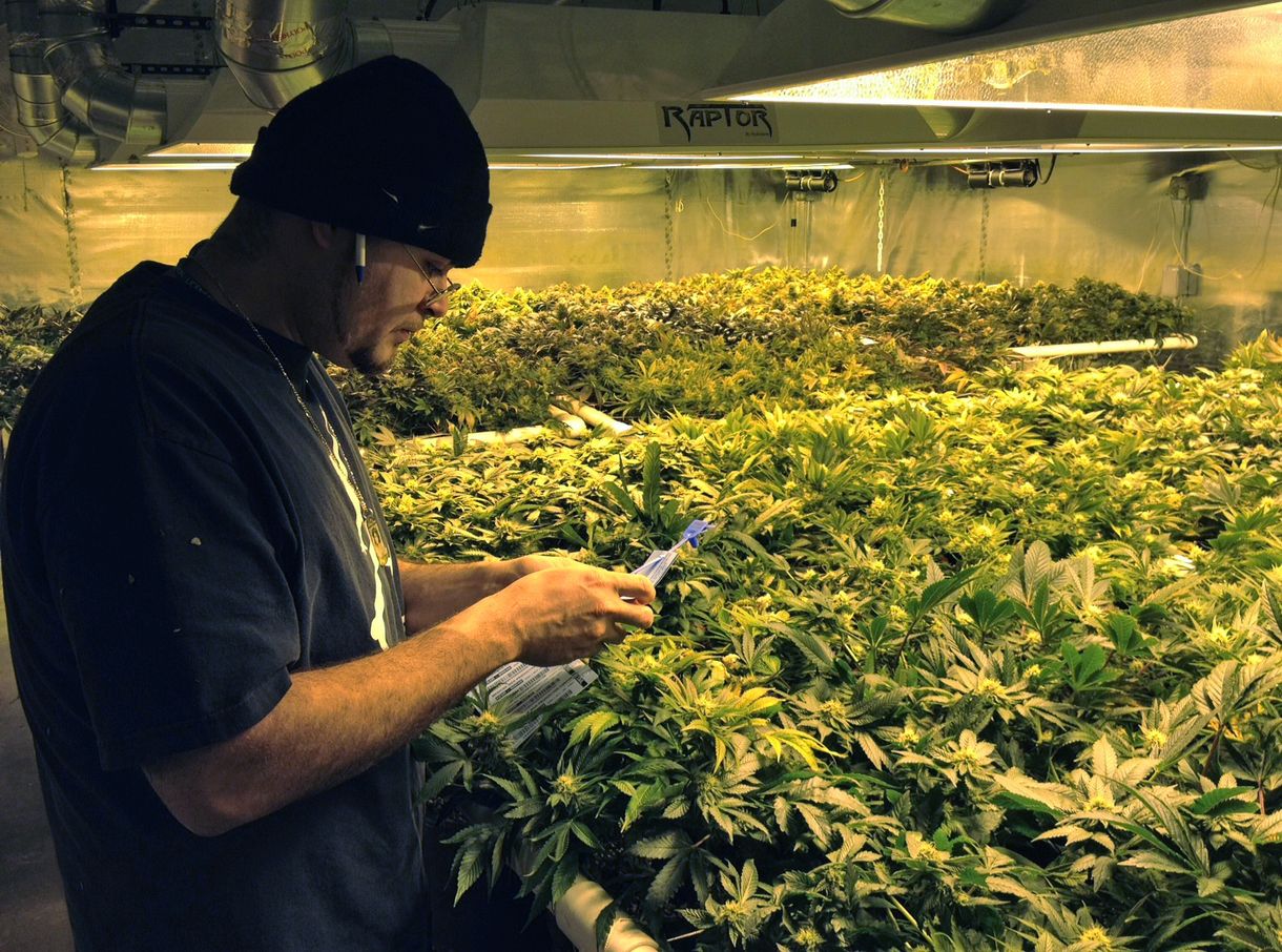A marihuána teljes körű legalizálására készül Németország