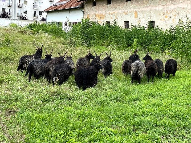 Márki-Zayék fűnyírók helyett rackákkal tüntették el a nagyra nőtt füvet Hódmezővásárhelyen
