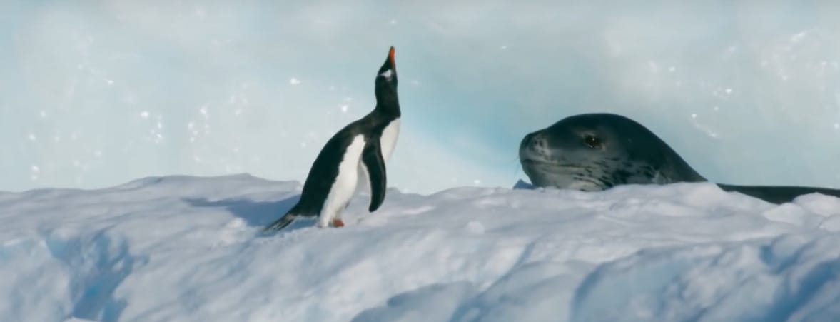 Lenyűgöző videó: túlélheti az apró pingvin, ha egy leopárdfóka vadászik rá? 