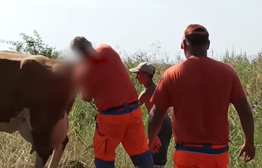 Közútkezelők segítettek világra egy borjút Törökszentmiklósnál – videó